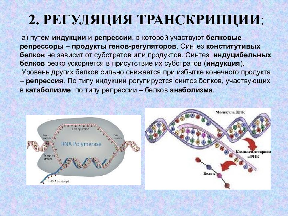 Синтез белка в бактериальной клетке. Регуляция синтеза белка путем индукции. Регуляция транскрипции. Индукция транскрипции. Индукция и репрессия синтеза белков.