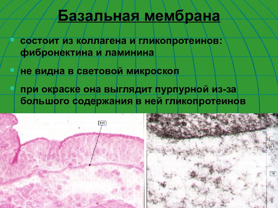 Базальная мембрана функции. Базальная мембрана эпидермиса. Слои базальной мембраны. Строение базальной мембраны. Базальная мембрана гистология.
