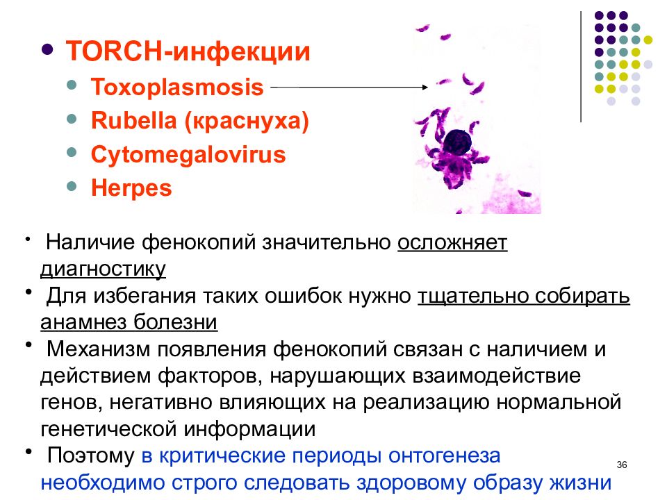 Torch cpp. Торч инфекции. Торч инфекции список. Торч комплекс. Torch инфекции список.