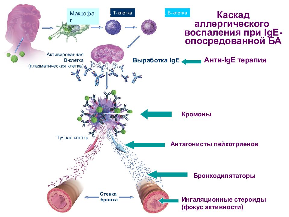 Атопическая бронхиальная астма. Патогенез бронхиальной астмы у детей схема. Механизм развития удушья при бронхиальной астме. Схема патогенеза аллергической бронхиальной астмы. Патогенез бронхиальной астмы современный.