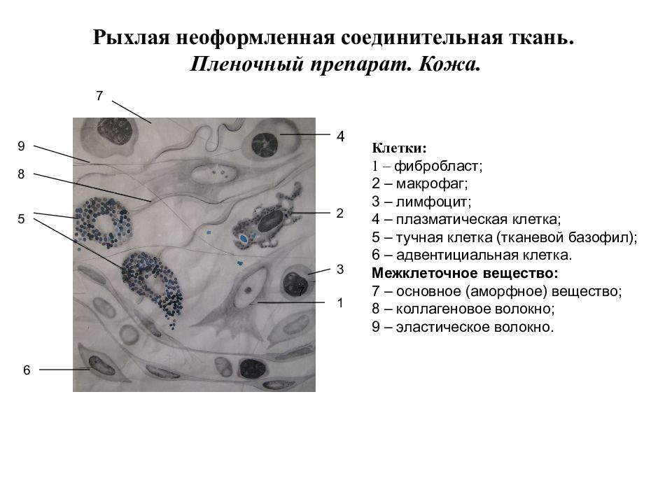 Соединительная рыхлая ткань рисунок с подписями