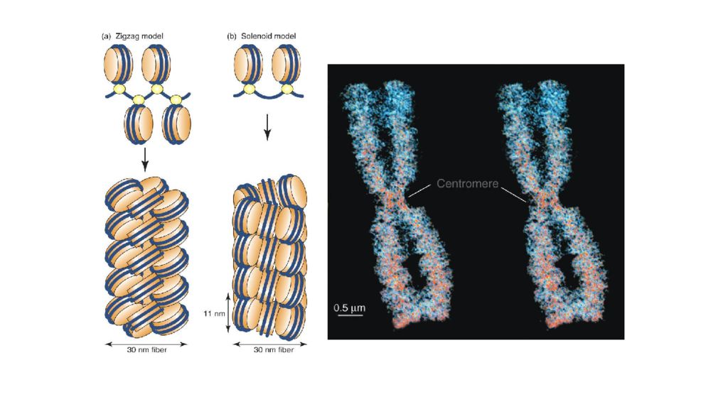 DNK ning tuzilishi va DNK replikatsiyasi DNK ning tuzilishi va DNK replikatsiyasi