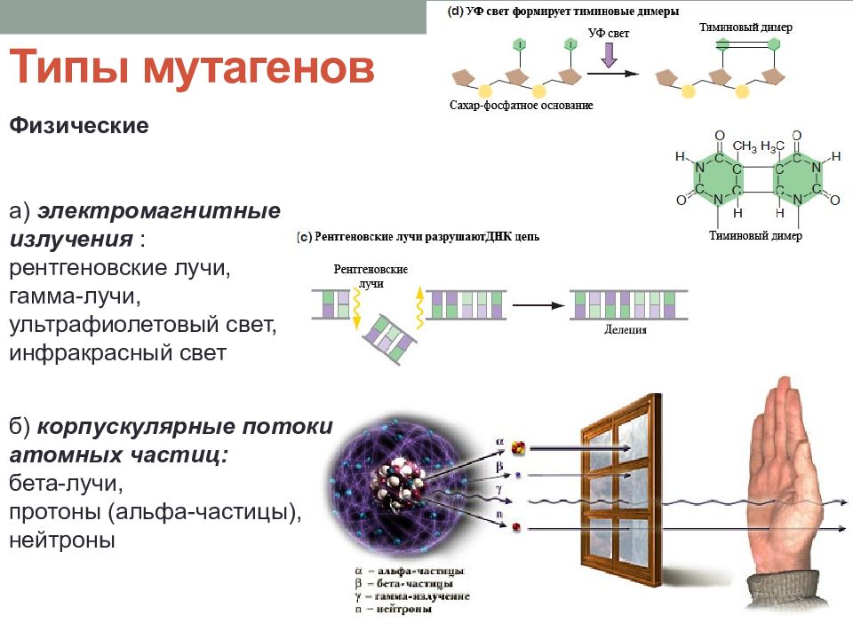 Мутагены их влияние на здоровье человека презентация