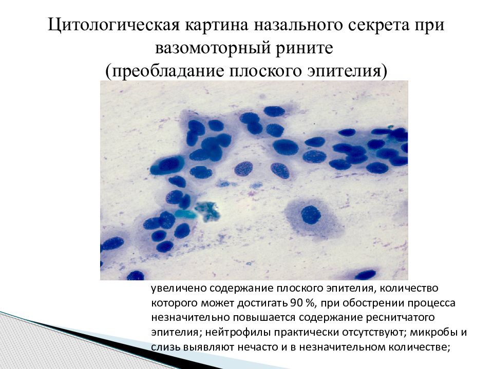 Цитологическая картина лактобациллеза