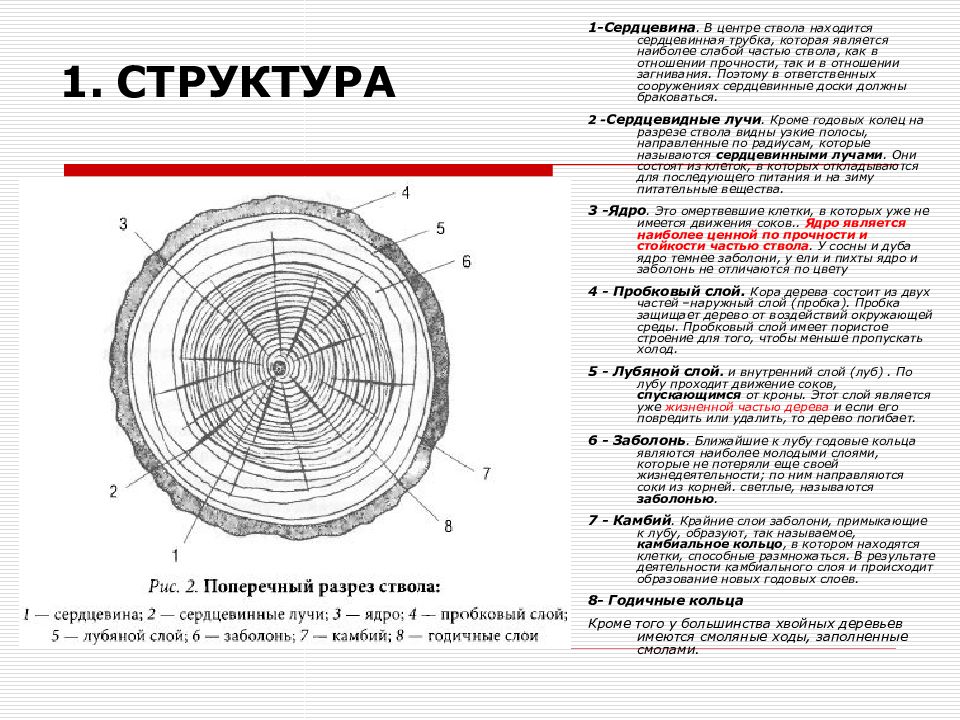 Функция слоя сердцевина. Строение дуба. Структура дуба в разрезе фото. Из чего состоит древесина. В состав древесины входят.