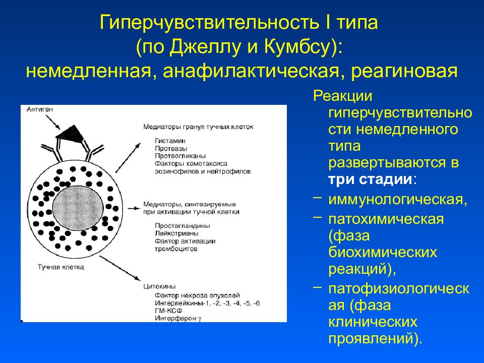 Типы гиперчувствительности. ГНТ 1 типа патогенез. Гиперчувствительность немедленного типа (ГНТ) схема. Фазы гиперчувствительности 1 типа. Гиперчувствительность Джеллу и Кумбсу.