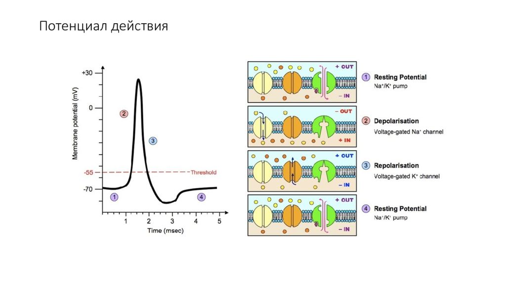 Какое время действует. Схема потенциала действия физиология. Характеристика фаз потенциала действия. Величина потенциала действия в разных тканях. Характеристика потенциала действия.