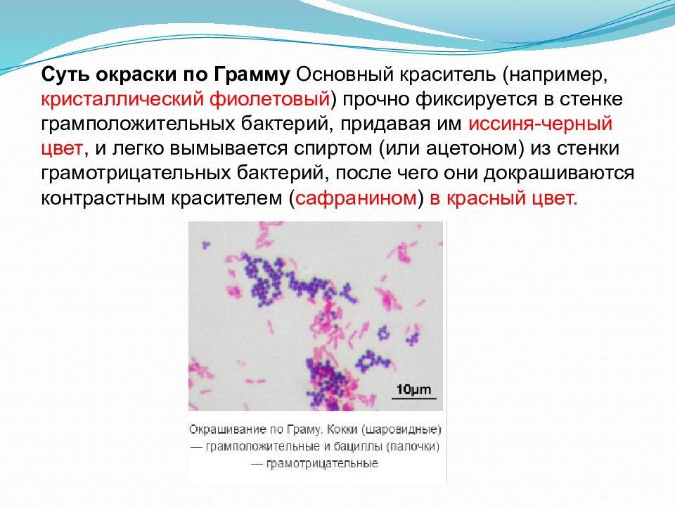 Приготовление по грамму. Грамположительные микроорганизмы окрашиваются. Окраска грамм отрицательные бактерии. Окраска грамположительных бактерий. Окраска по грамму принцип.
