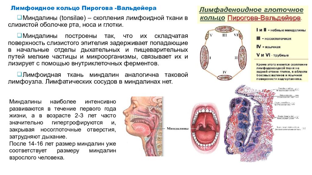 Пирогово кольцо. Кольцо Пирогова анатомия миндалины. Кольцо Пирогова Вальдейера анатомия функции. Строение глоточное кольцо Пирогова. Миндалины Пирогова Вальдейера.