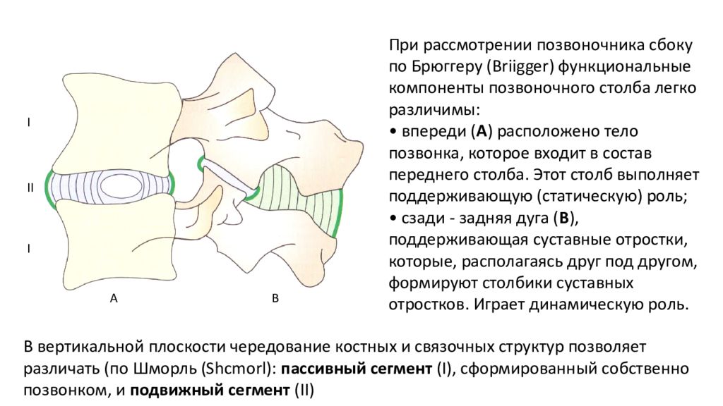 Частная анатомия. Синартрозы позвоночного столба. Межпозвоночный диск вид синартроза. Синартрозы на примере позвоночного столба.