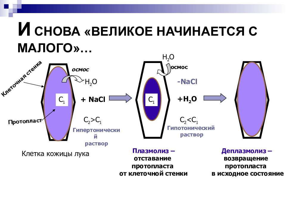 Плазмолиз и деплазмолиз презентация 10 класс