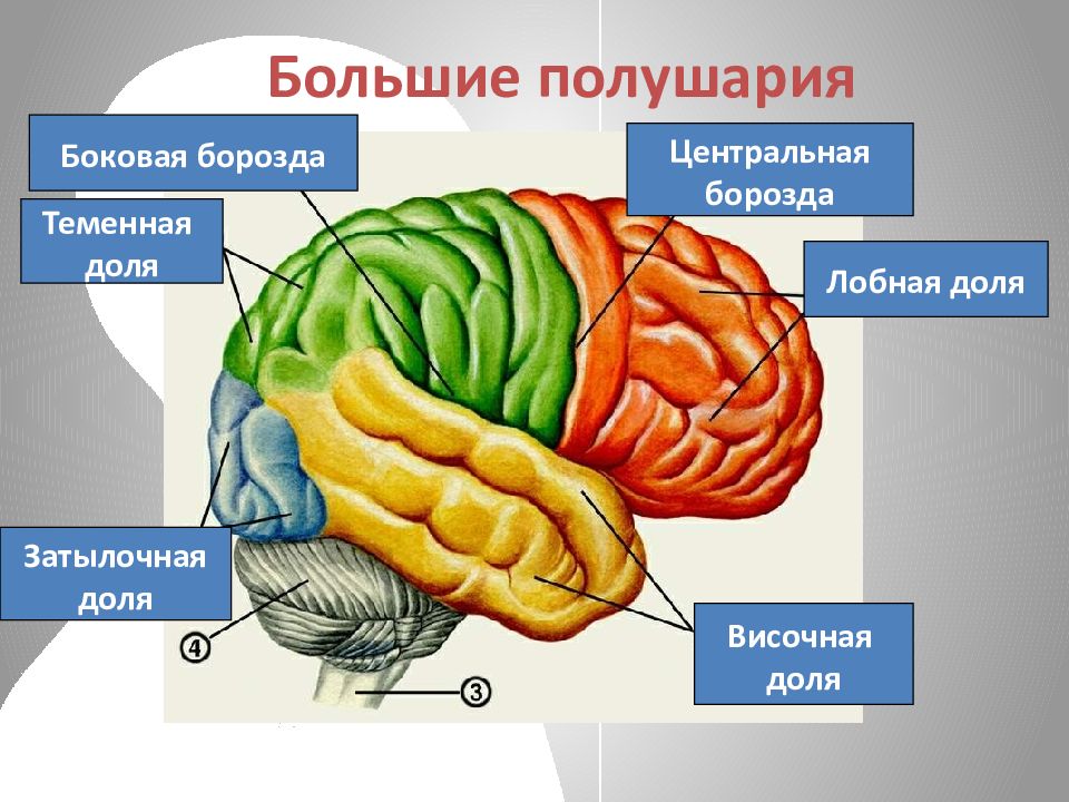 Рисунок мозга с извилинами