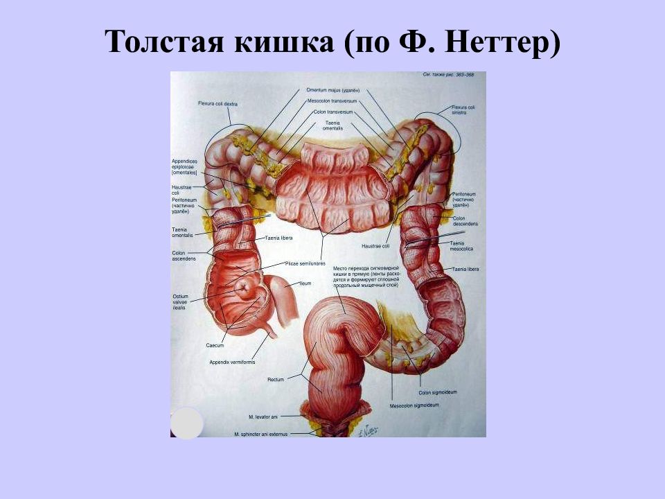 Толстая кишка схема