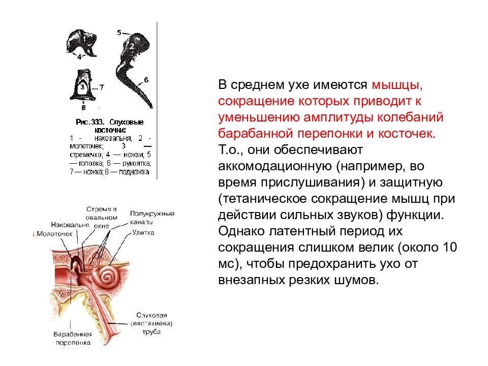 Мышцы уха. Мышца среднего уха натягивающая барабанную перепонку. Мышца среднего уха Стременная. Функции косточек и мышц среднего уха. Мышцы среднего уха и их функция.