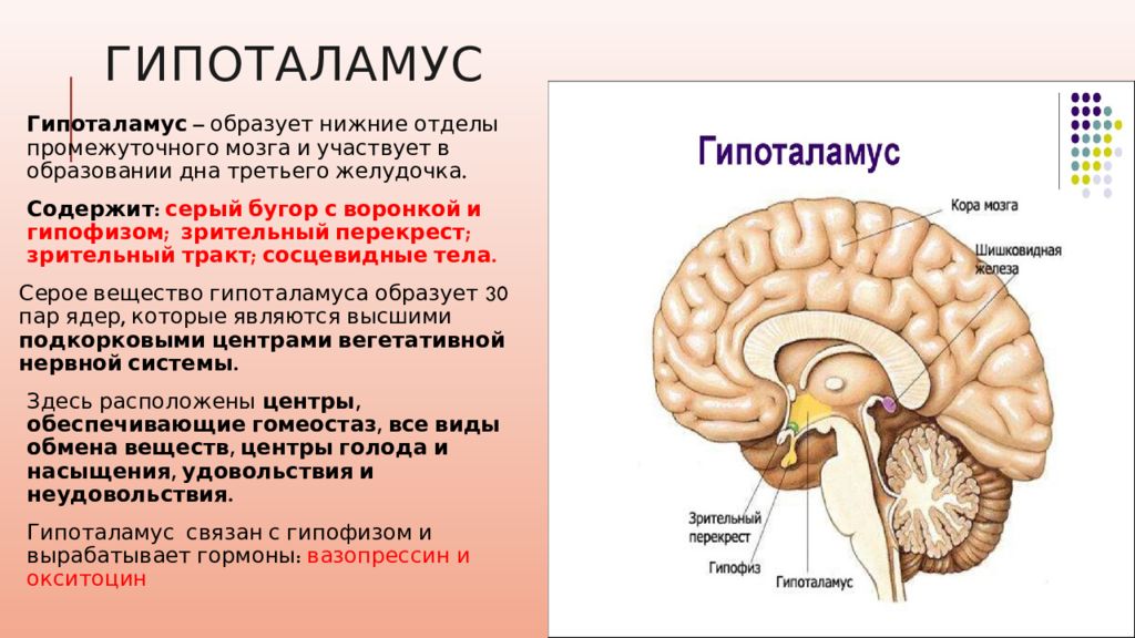 В каком отделе мозга расположены центры обеспечивающие. Промежуточный мозг гипоталамус. В каком отделе мозга расположен гипоталамус. Особенности строения гипоталамуса. Головной мозг презентация.