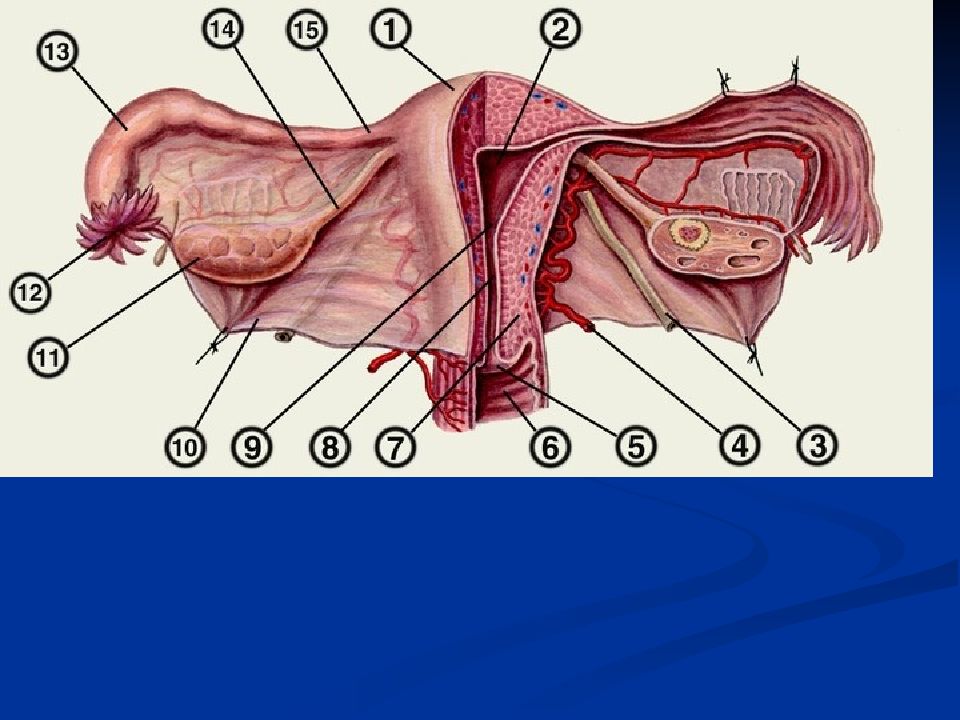Маточных связки матки. Связочный аппарат яичника. Яичник маточная труба и матка. Внутреннее строение матки анатомия. Матка анатомия связки матки.
