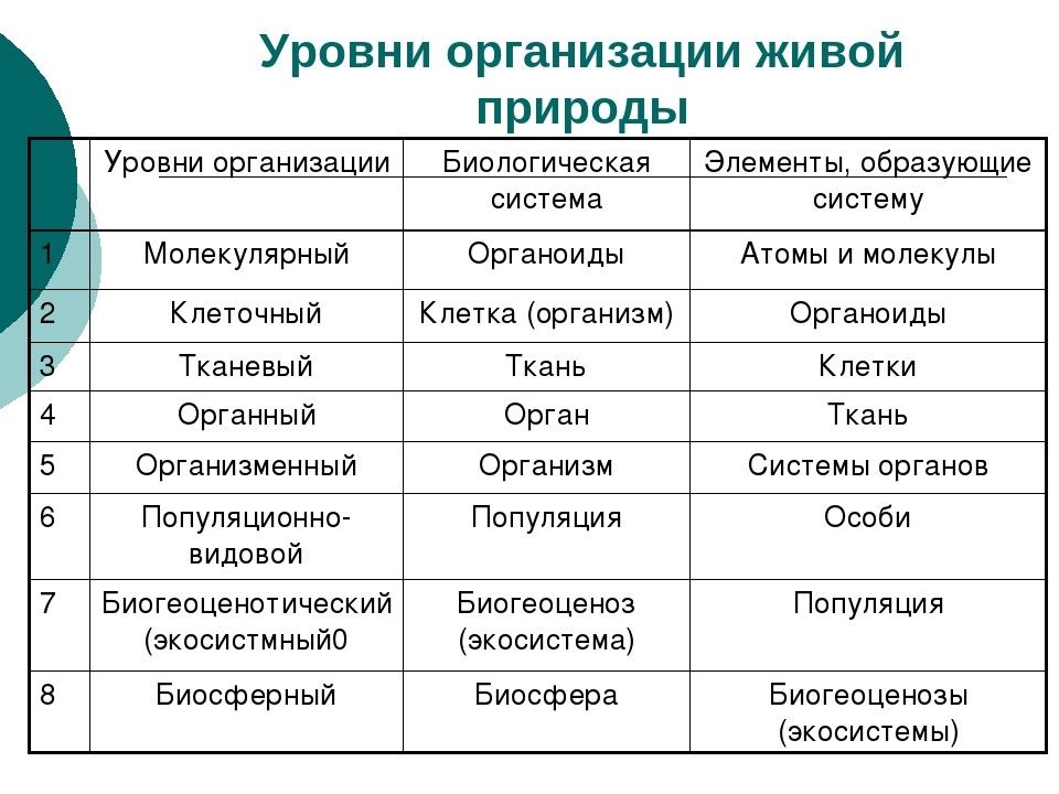 Что такое биологическая система. Уровни организации живой природы схема. Уровни организации живого ЕГЭ биология таблица. Таблица по биологии уровни организации живых систем. Уровни организации живых организмов таблица.