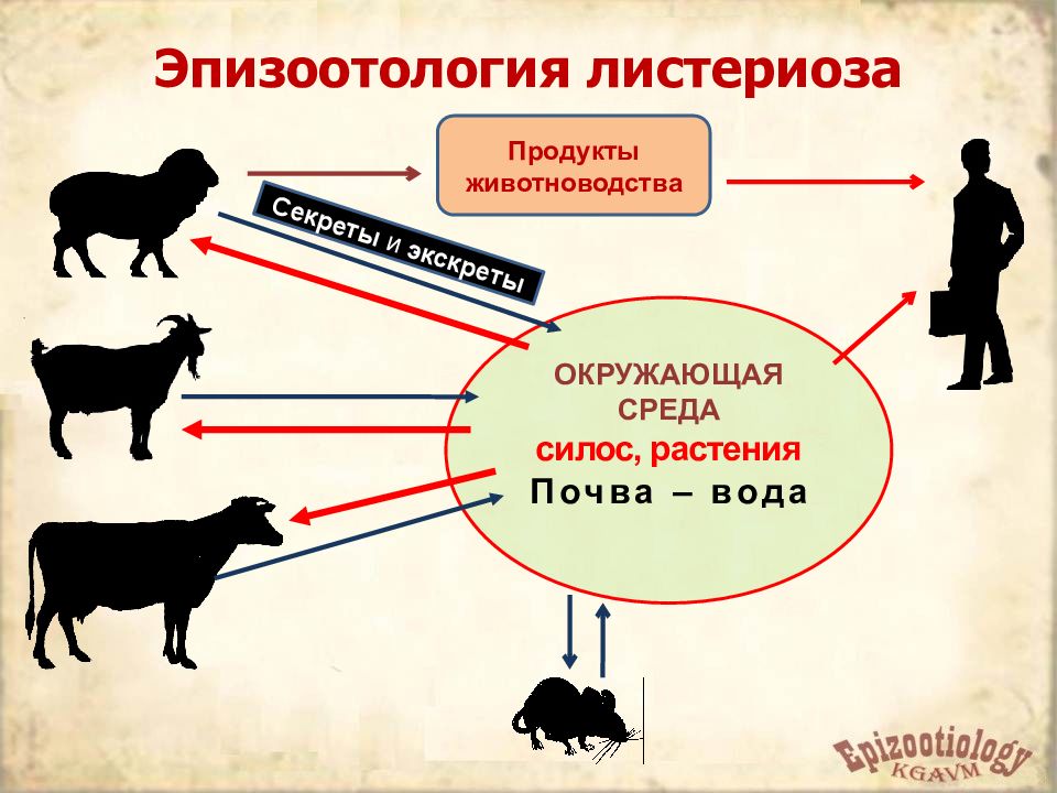 Листериоз клиническая картина