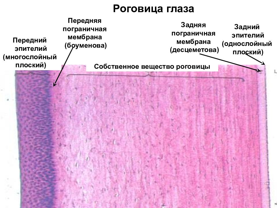 Рисунок роговицы глаза гистология