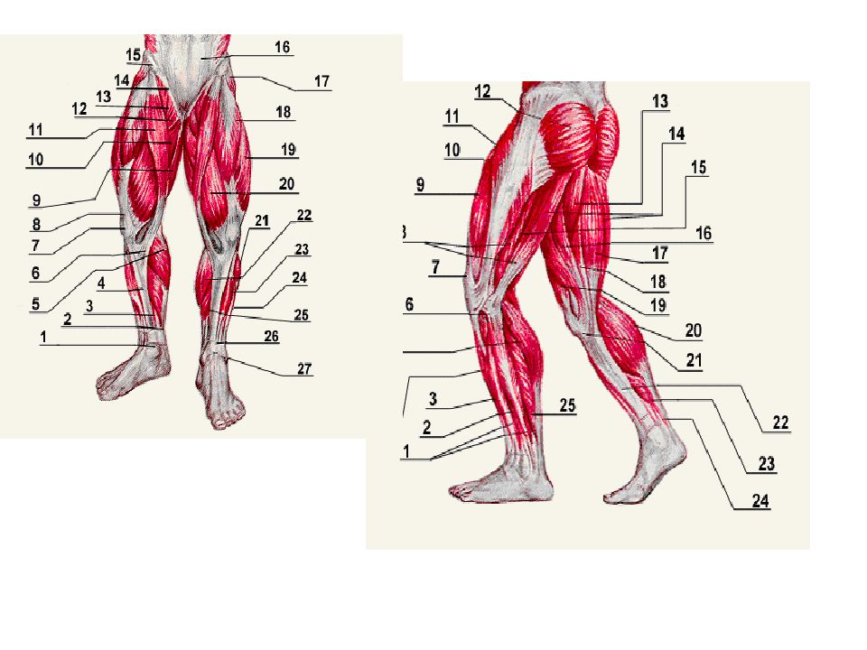 Мышцы бедра схема
