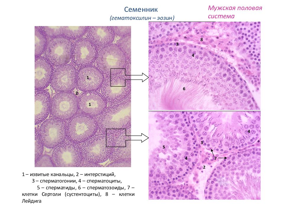 Семенник гистология рисунок