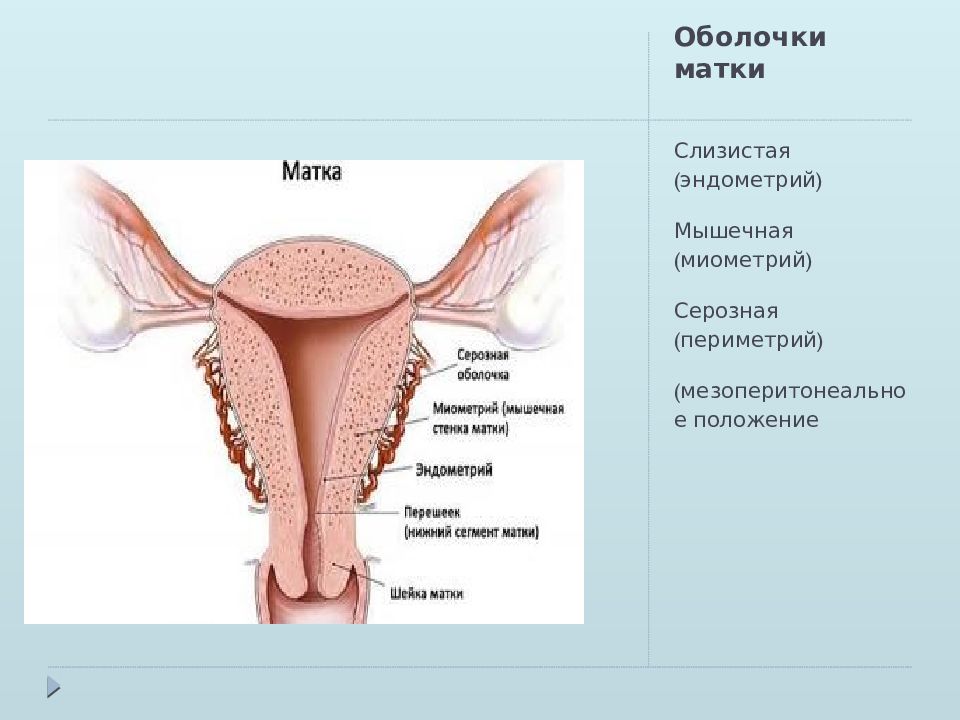 Миометрий и эндометрий. Эндометрий миометрий периметрий. Миометрий матки оболочки. Оболочки матки анатомия. Серозная оболочка матки.
