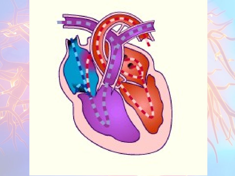 Katta va kichik qon aylanish doirasi Katta va kichik qon aylanish doirasi