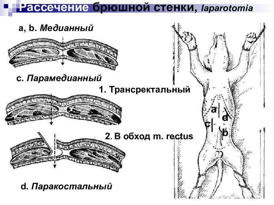 Вентральная стенка это