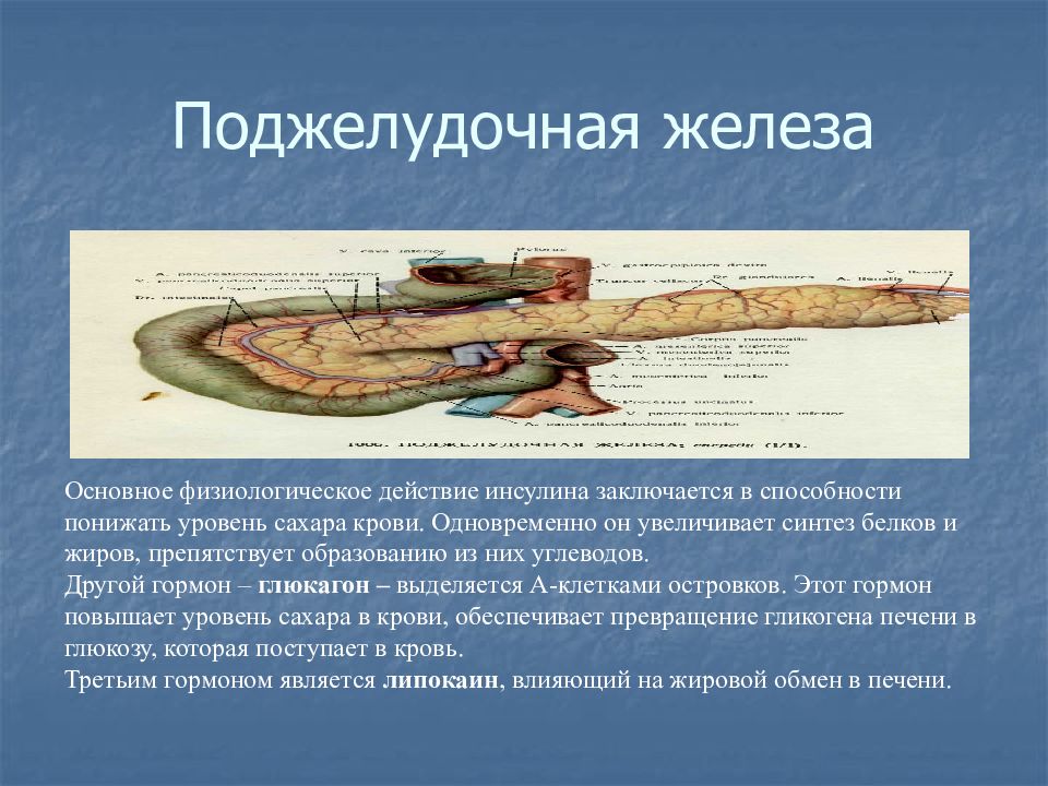 Физиологический эффект поджелудочной железы. Поджелудочная железа физиологическое действие. Поджелудочная железа Спланхнология. Серозная оболочка источник развития.