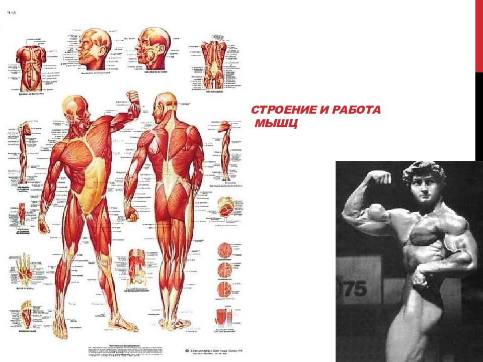Работа мышц 8. Строение и работа мышц. Работа мышц анатомия. Конспект по мышцам. Мышцы строение работа мышц.