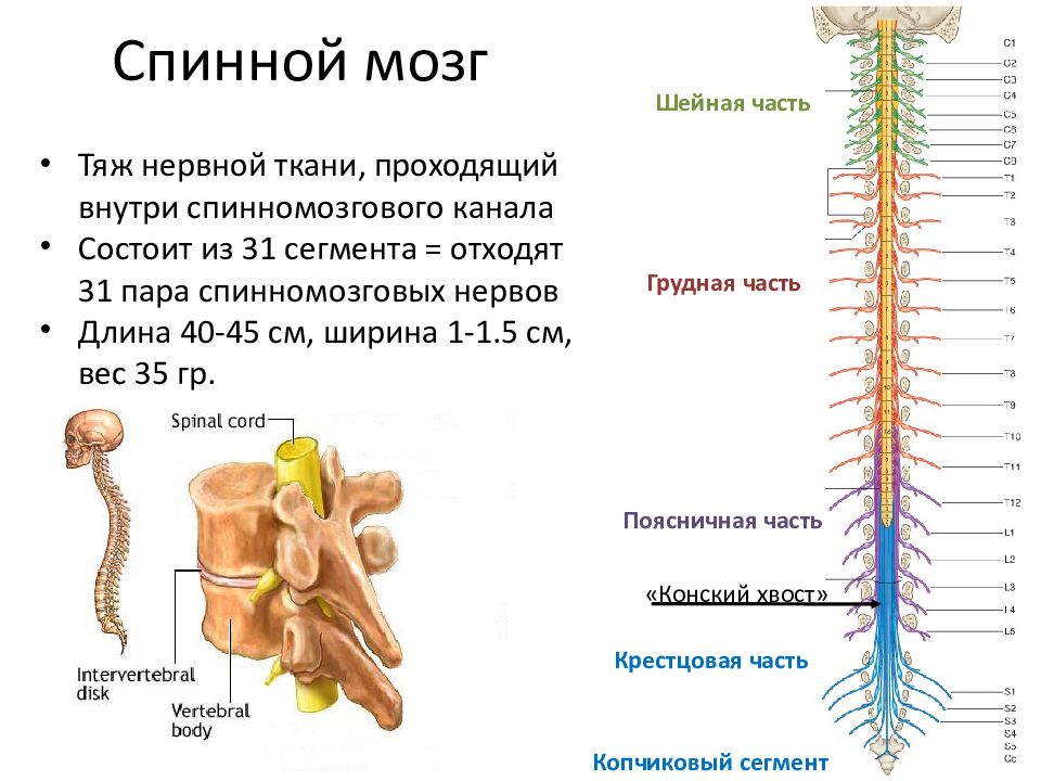 Спинной