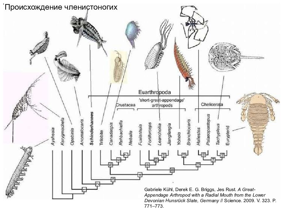 Сообщение о происхождении и эволюции членистоногих. Эволюция членистоногих схема. Происхождение членистоногих. Эволюционное Древо членистоногих. Появление членистоногих.