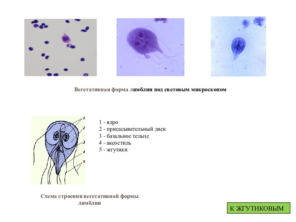 Лямблия рисунок с подписями