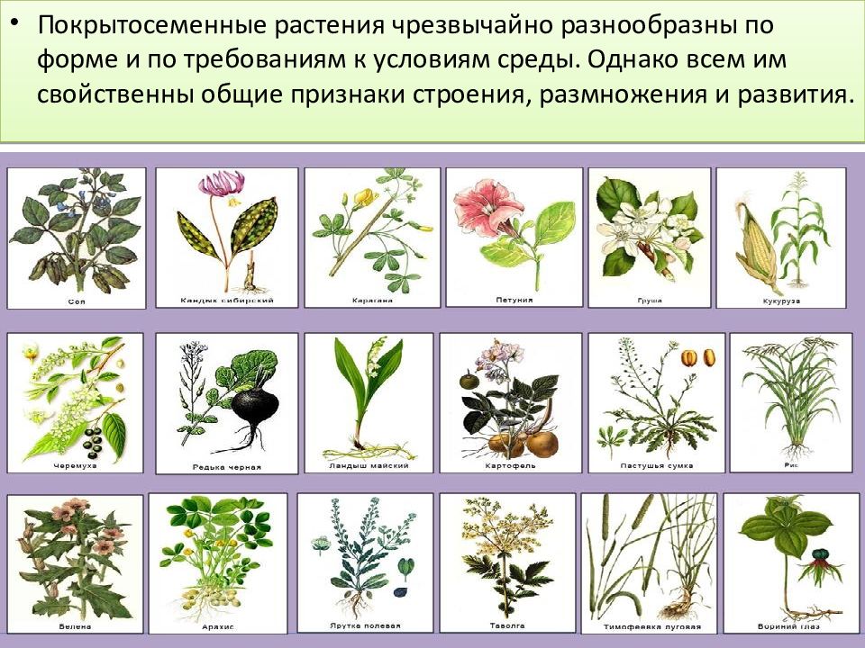 К какой группе относятся изображенные растения. Лекарственные Покрытосеменные растения. Покрытосеменные растения Пермского края. К какому классу относится лист который показан на рисунке. Рисунки семейств покрытосеменных.