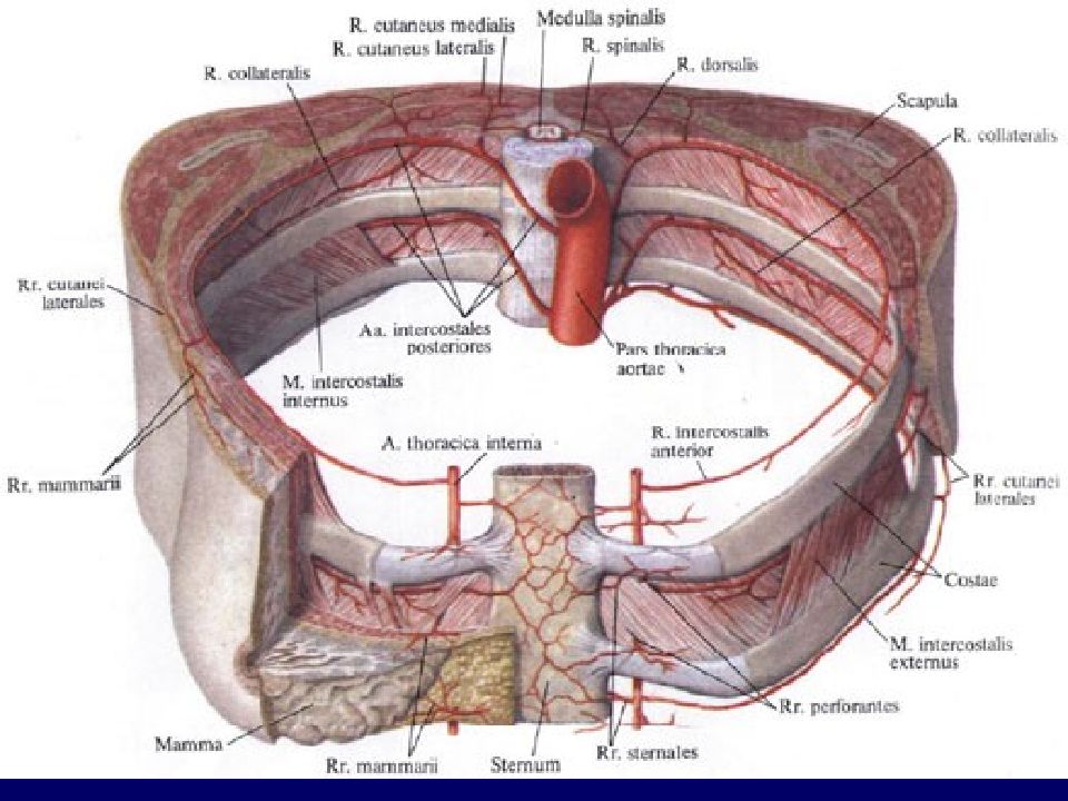 Артериальные стенки. Задние межреберные артерии ветви. Внутренняя грудная артерия топографическая анатомия. Спинная ветвь задних межреберных артерий. Межреберные сосуды анатомия.