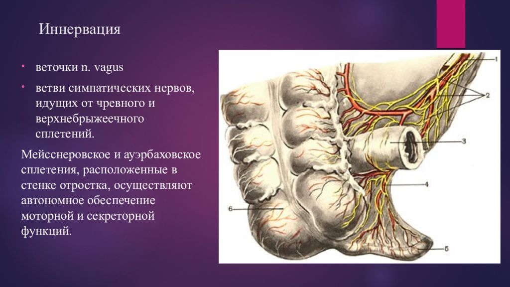 Осложнения аппендицита. Кровоснабжение аппендицита. Анатомия аппендикса кровоснабжение. Иннервация аппендикса анатомия.