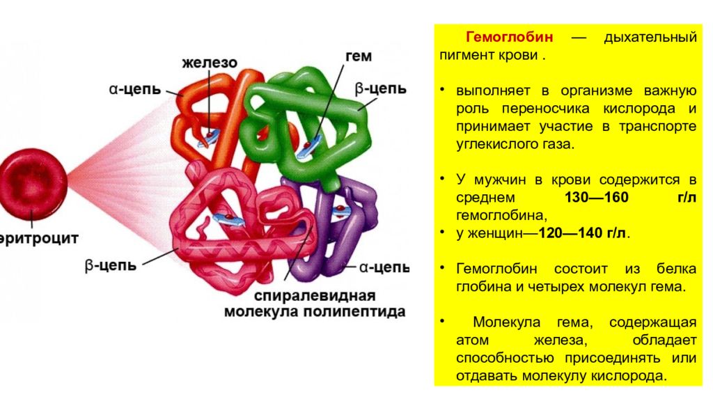 Микроэлемент входящий в состав гемоглобина