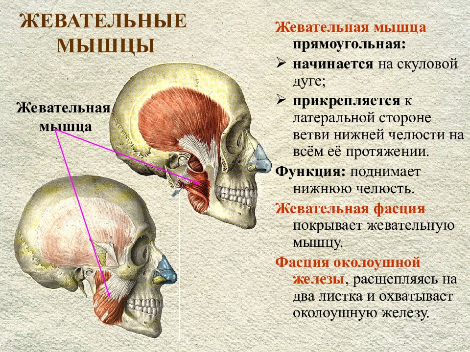 Функции жевательных мышц