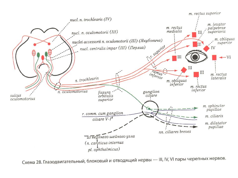 Презентация глазодвигательный нерв