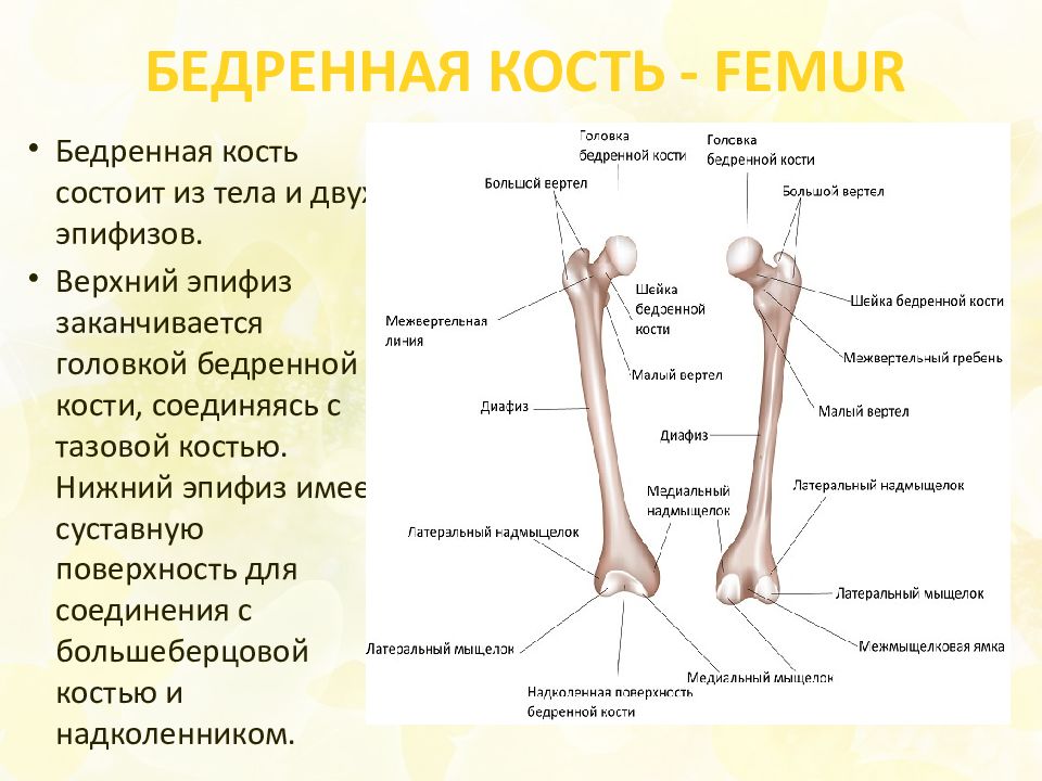 Мыщелок бедра. Большой вертел бедренной кости фото. Анатомическая шейка бедренной кости.