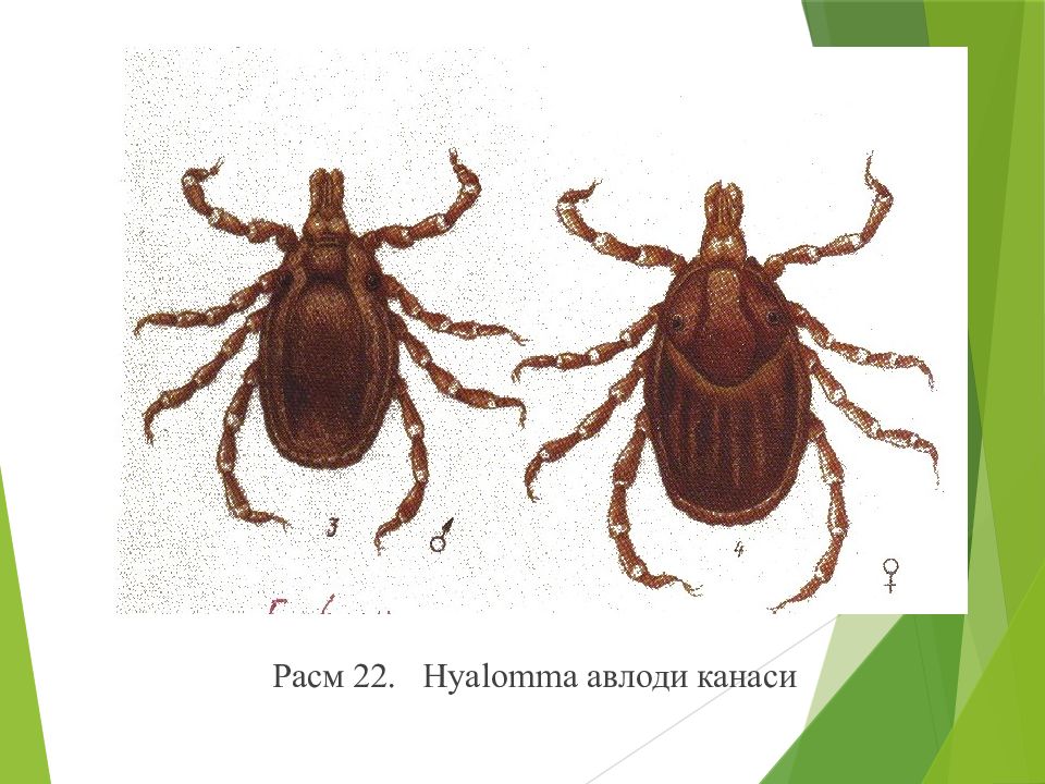 Клещи гиганты hyalomma