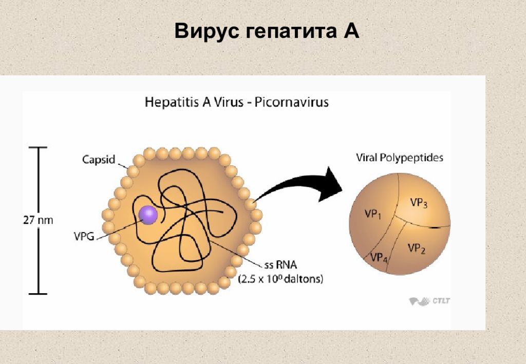 Вирус гепатита рисунок