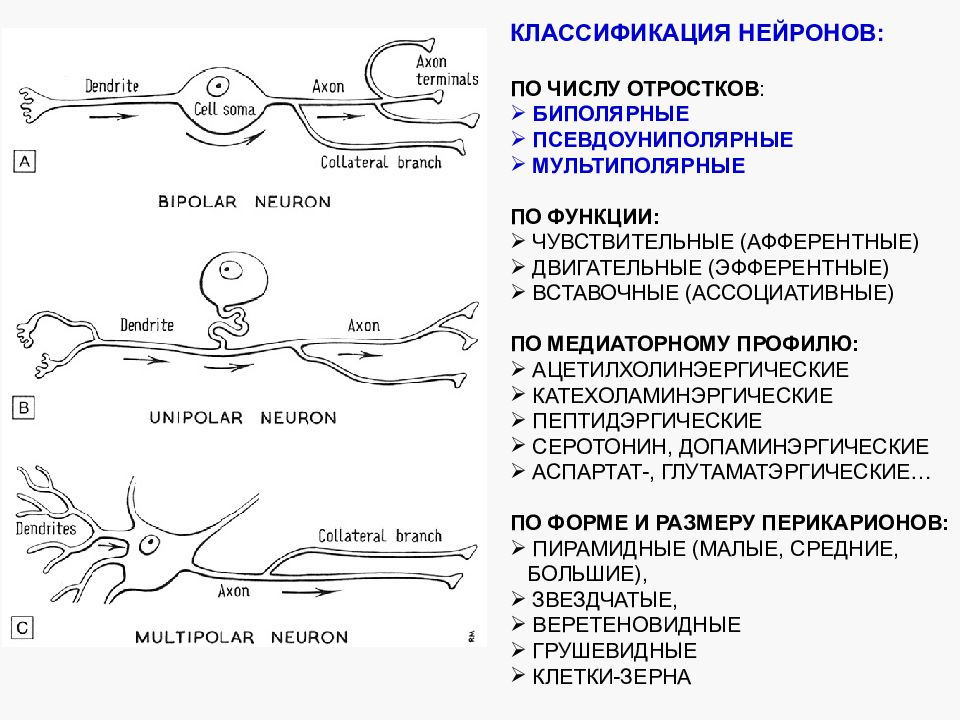 Эфферентные нейроны. Классификация и функции нейронов. Классификация нейронов по функциям. Классификация нейронов по функциям анатомия. Вставочные Нейроны классификация.