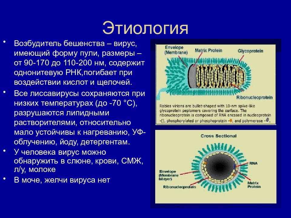 Бешенство эпидемиология презентация