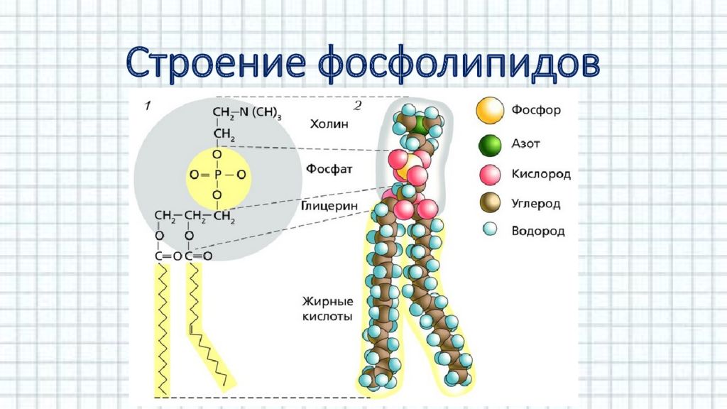 22 строение. Фосфолипид структура. Строение фосфолипида формула. Строение липидов фосфолипиды. Схема молекулы фосфолипида.