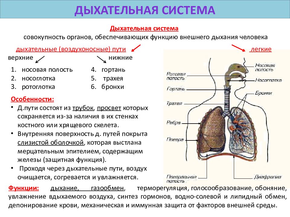 Презентация по биологии дыхательная система человека