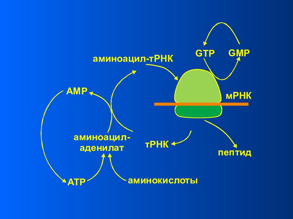 Фрагменты рибосом. Строение рибосом биохимия. Рибосомы бактериальных клеток участвуют в. 70с рибосомы. Синтез рибосом.