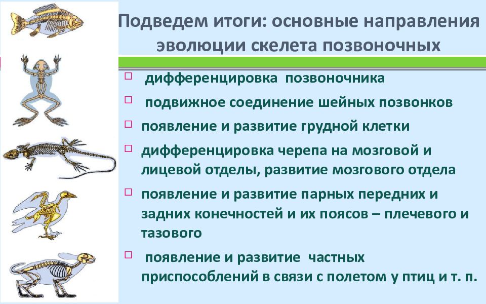 О чем говорит сходный план строения скелетов разных позвоночных