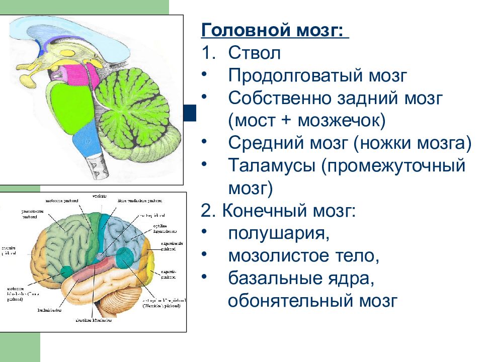 Ножки мозга. Средний мозг мозжечок промежуточный мозг. Продолговатый головной мозг. Головной мозг. Продолговатый задний мозг. Продолговатый мозг и мозжечок.