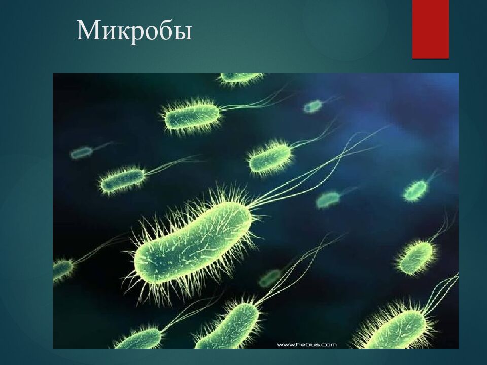 Микробы